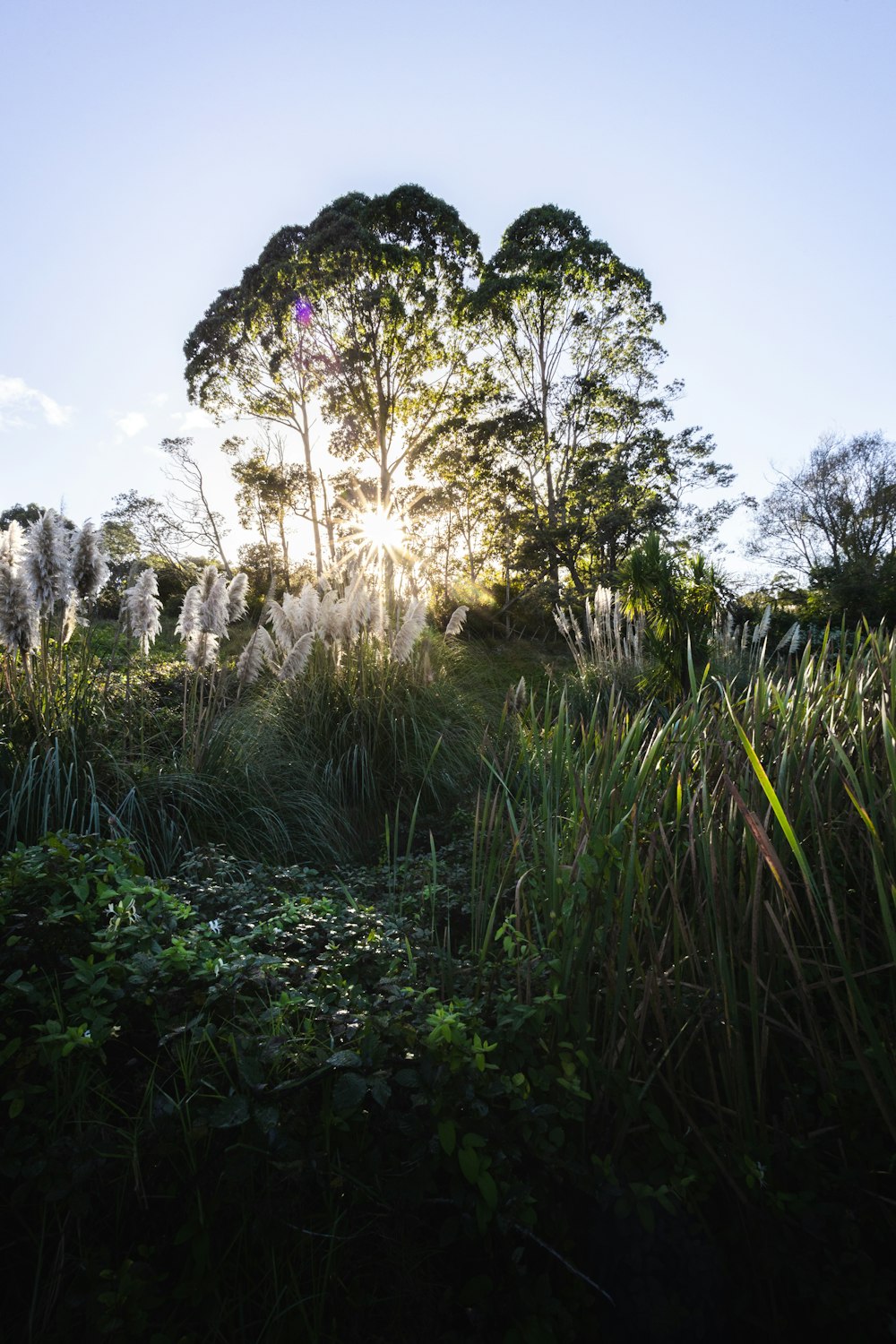 the sun shines through the trees in the forest