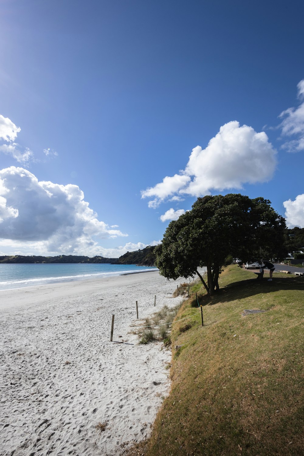 a tree on a beach with a blue sky in the background