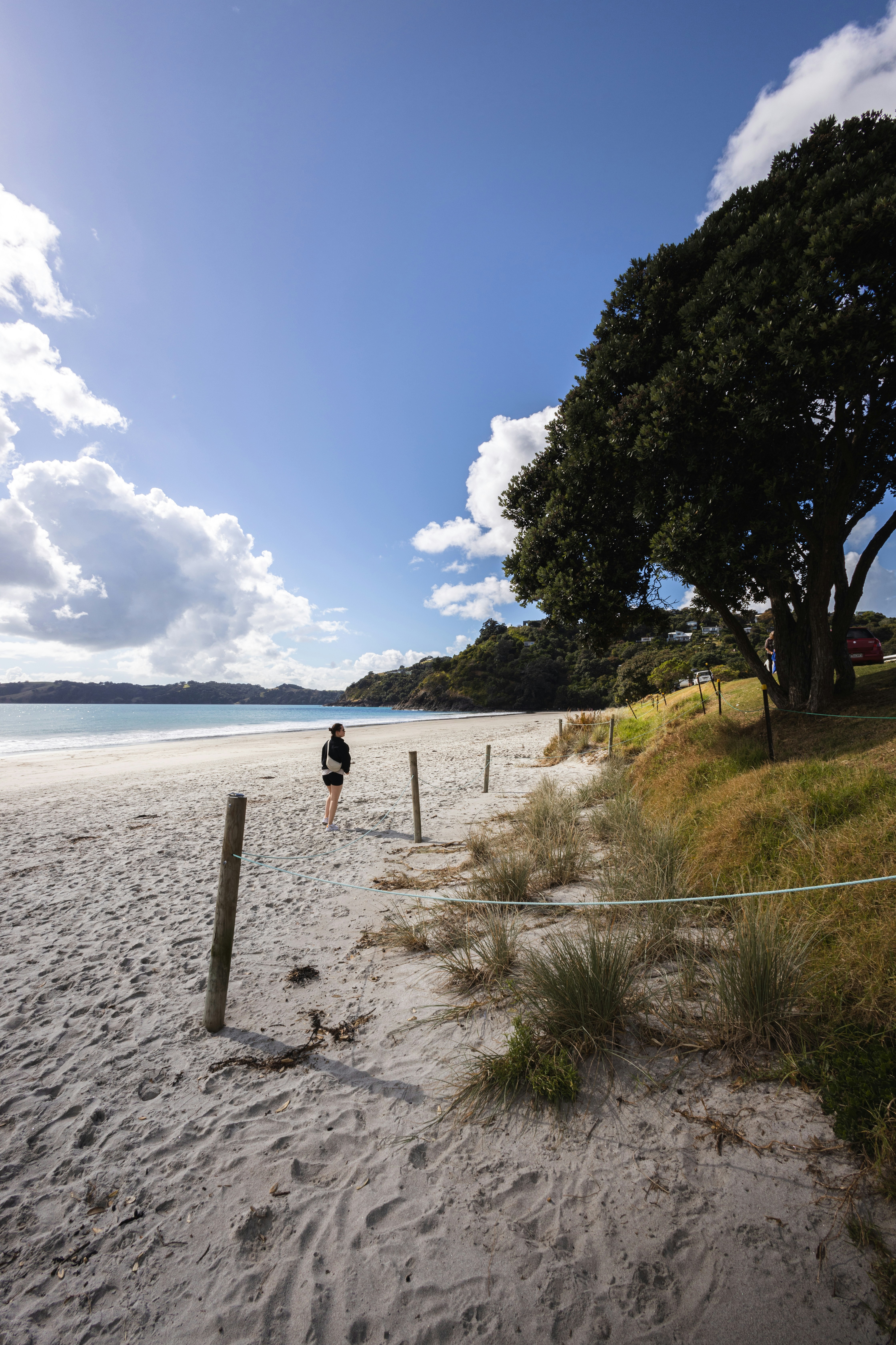 a person walking on a beach next to a tree
