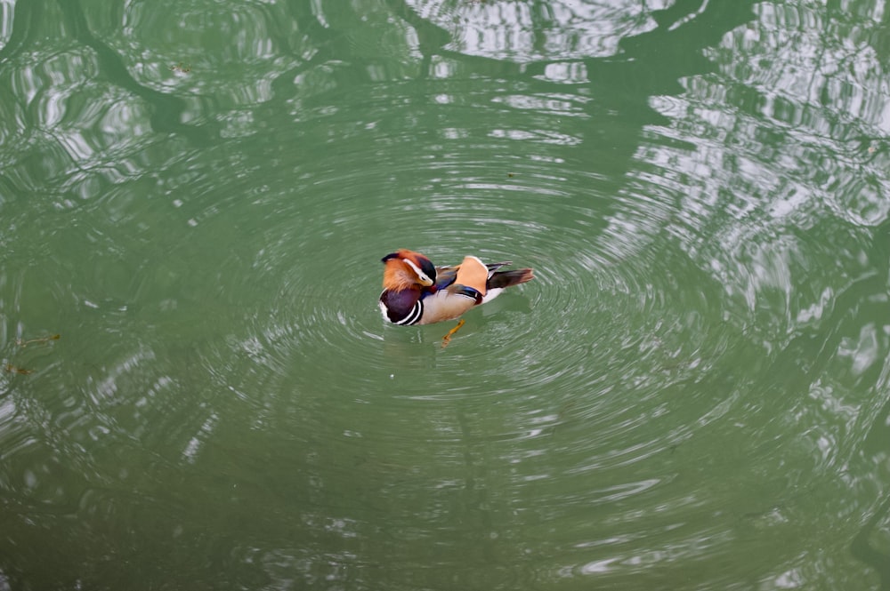 a couple of ducks floating on top of a lake