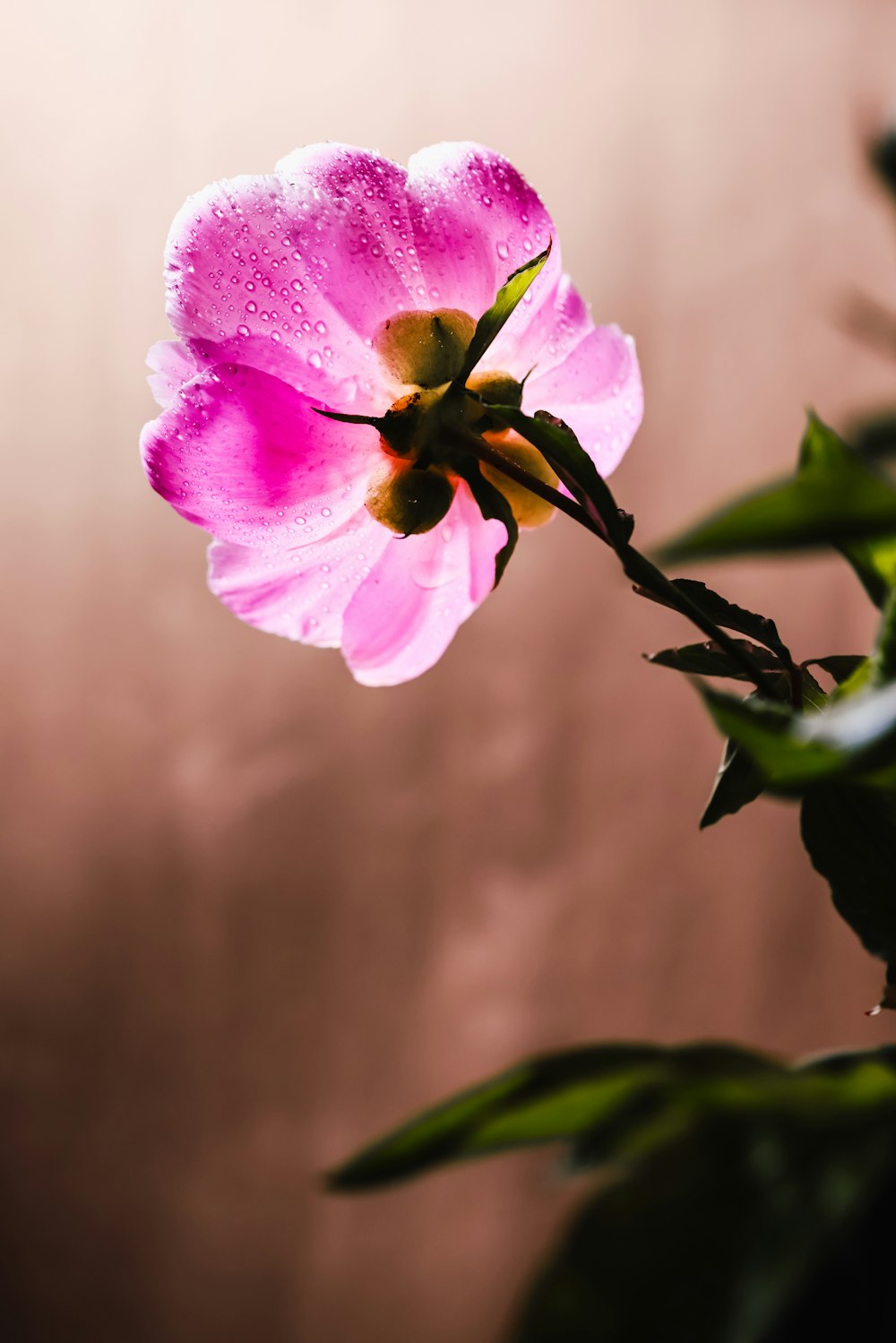 a pink flower with water droplets on it