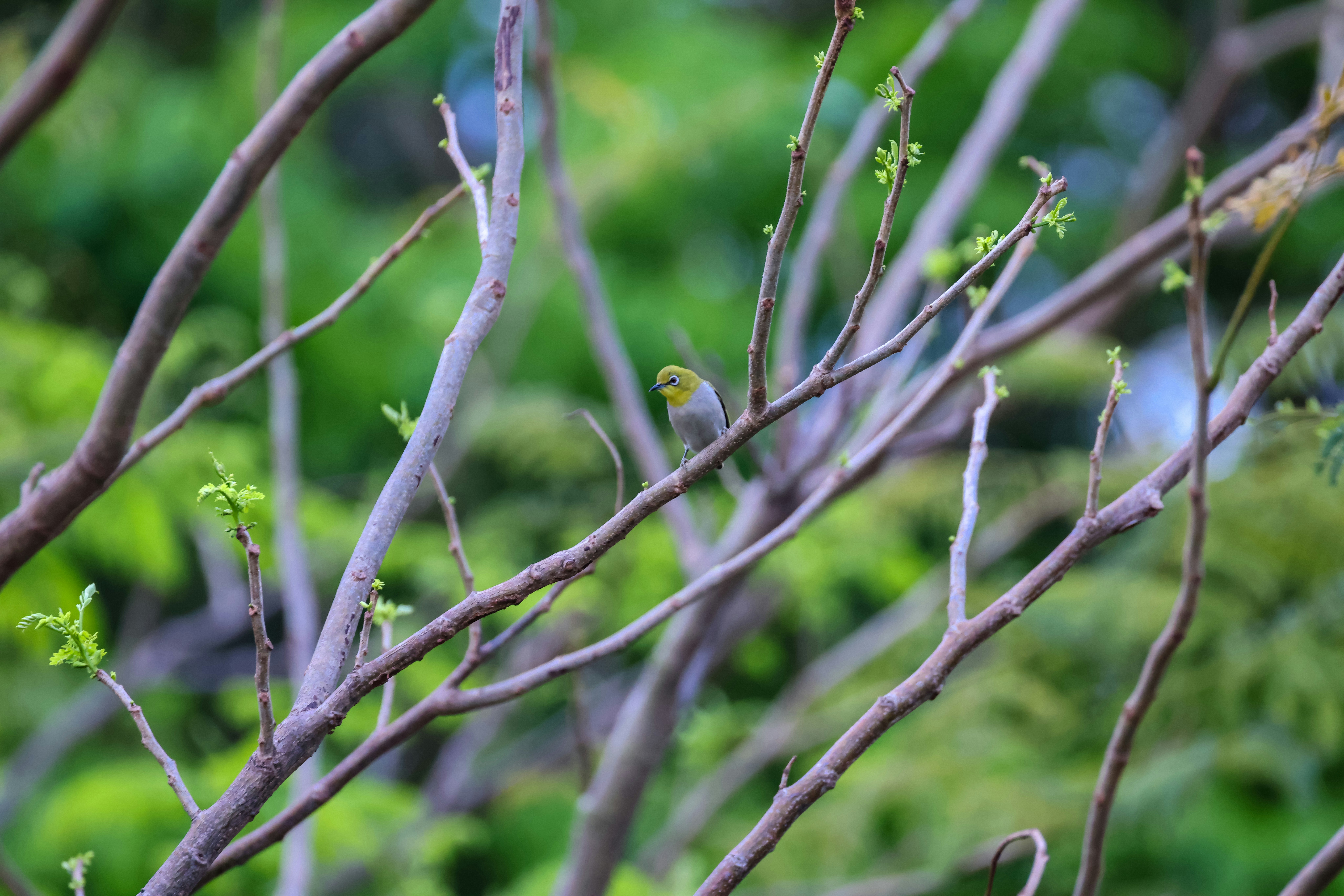 Photo by dickenslin76