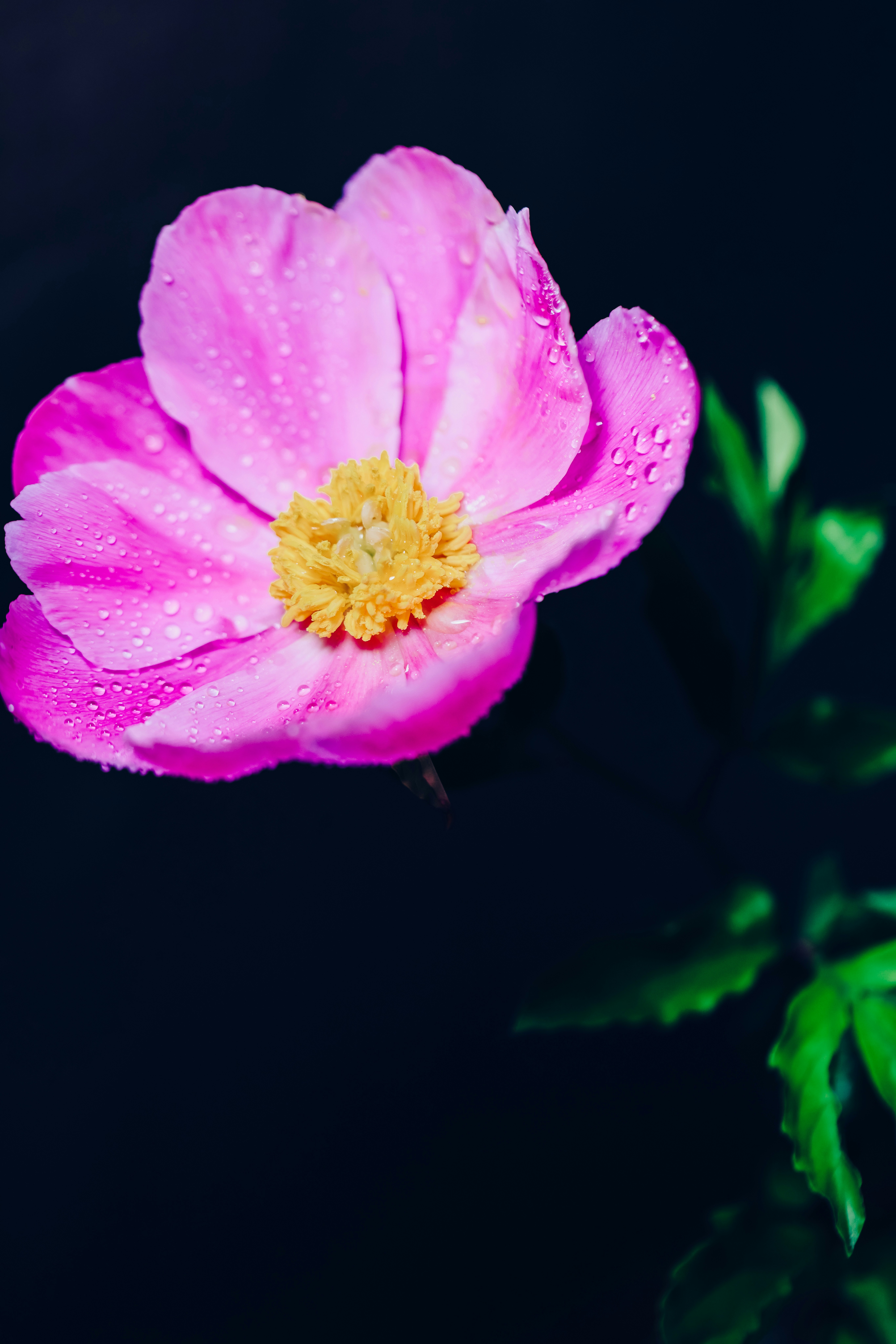 Photo by dickenslin76