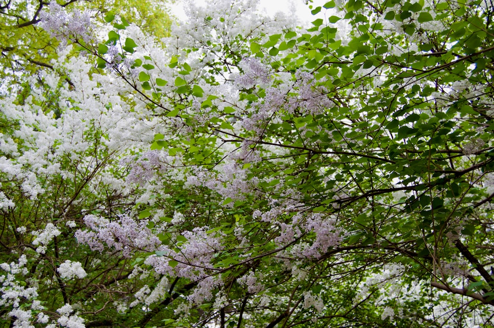 Un árbol lleno de muchas flores moradas y blancas