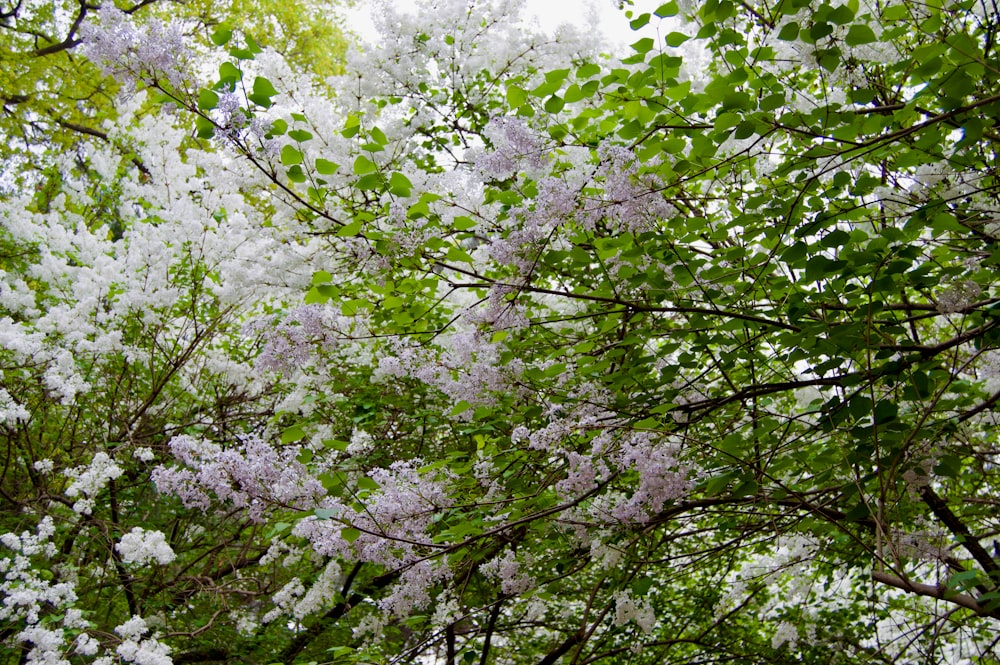 a tree filled with lots of purple and white flowers