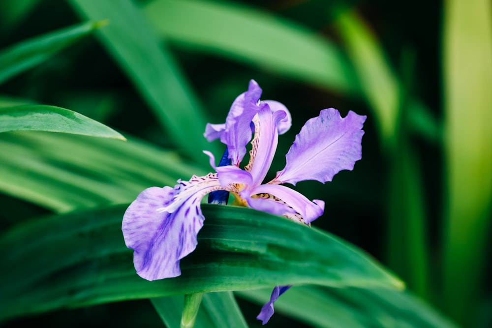 a purple flower with green leaves in the background