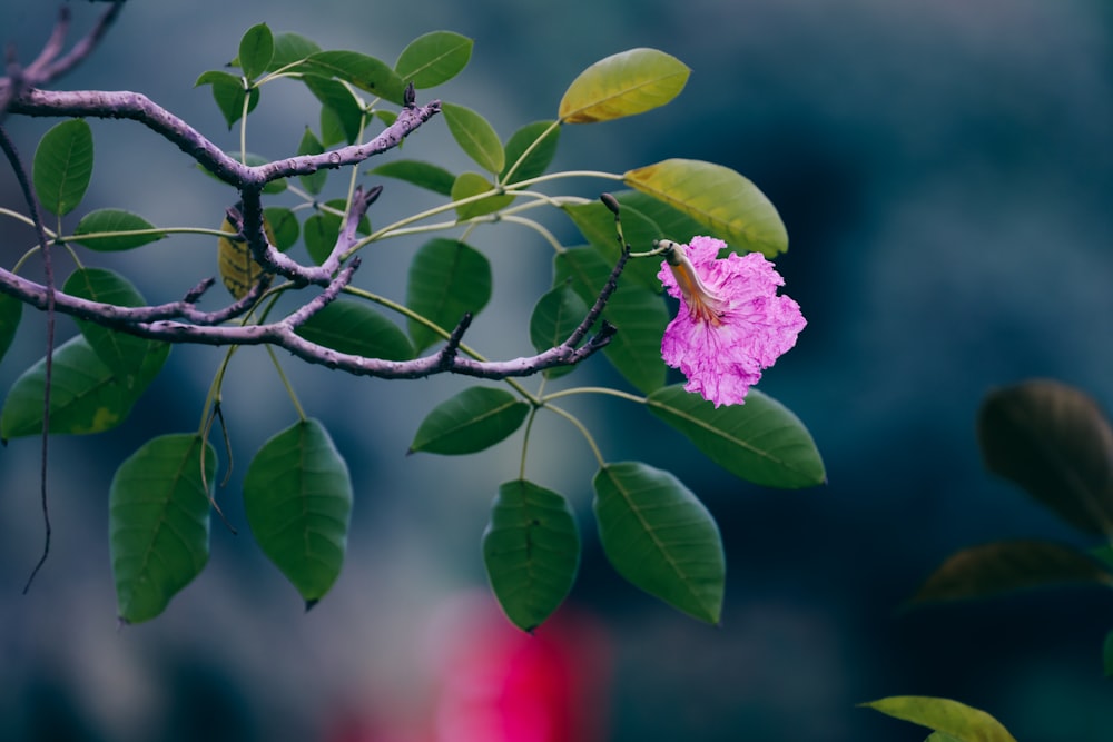 a pink flower on a tree branch with green leaves
