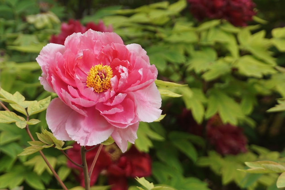 a pink flower with yellow center surrounded by green leaves