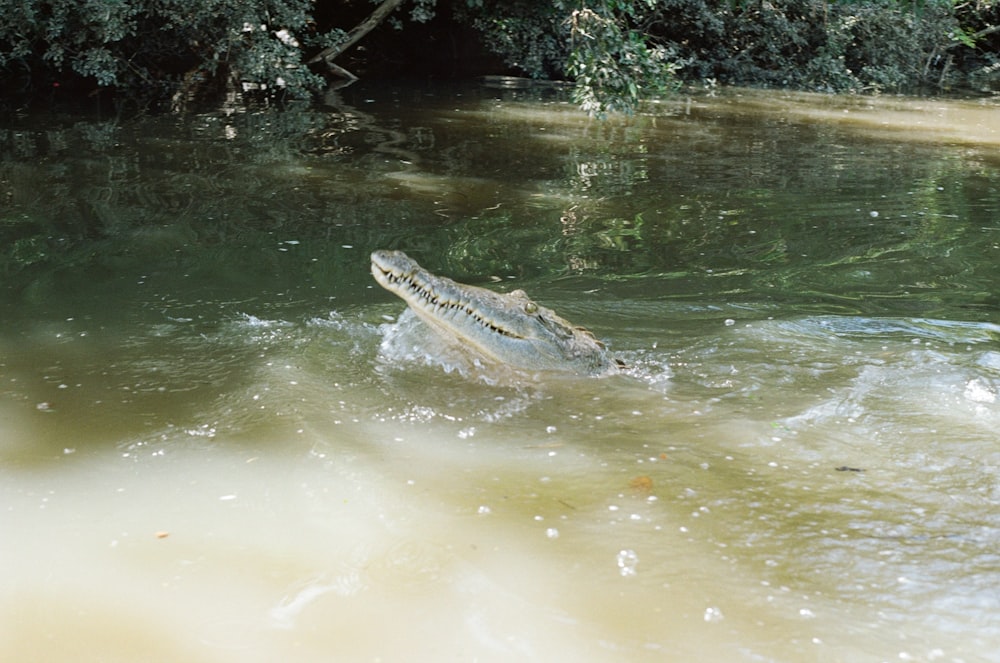 a large alligator swimming in a body of water