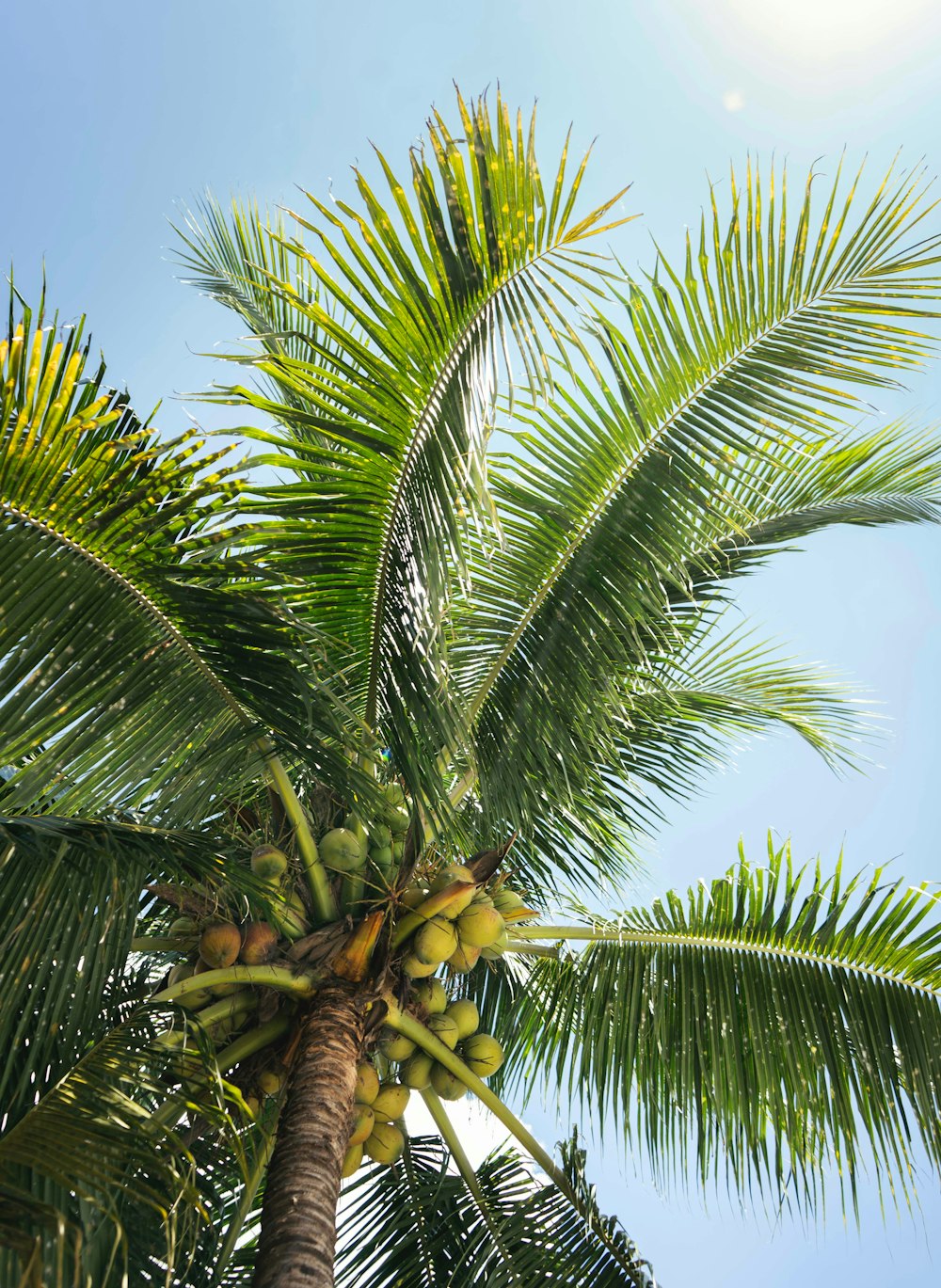 a palm tree with a bunch of fruit on it