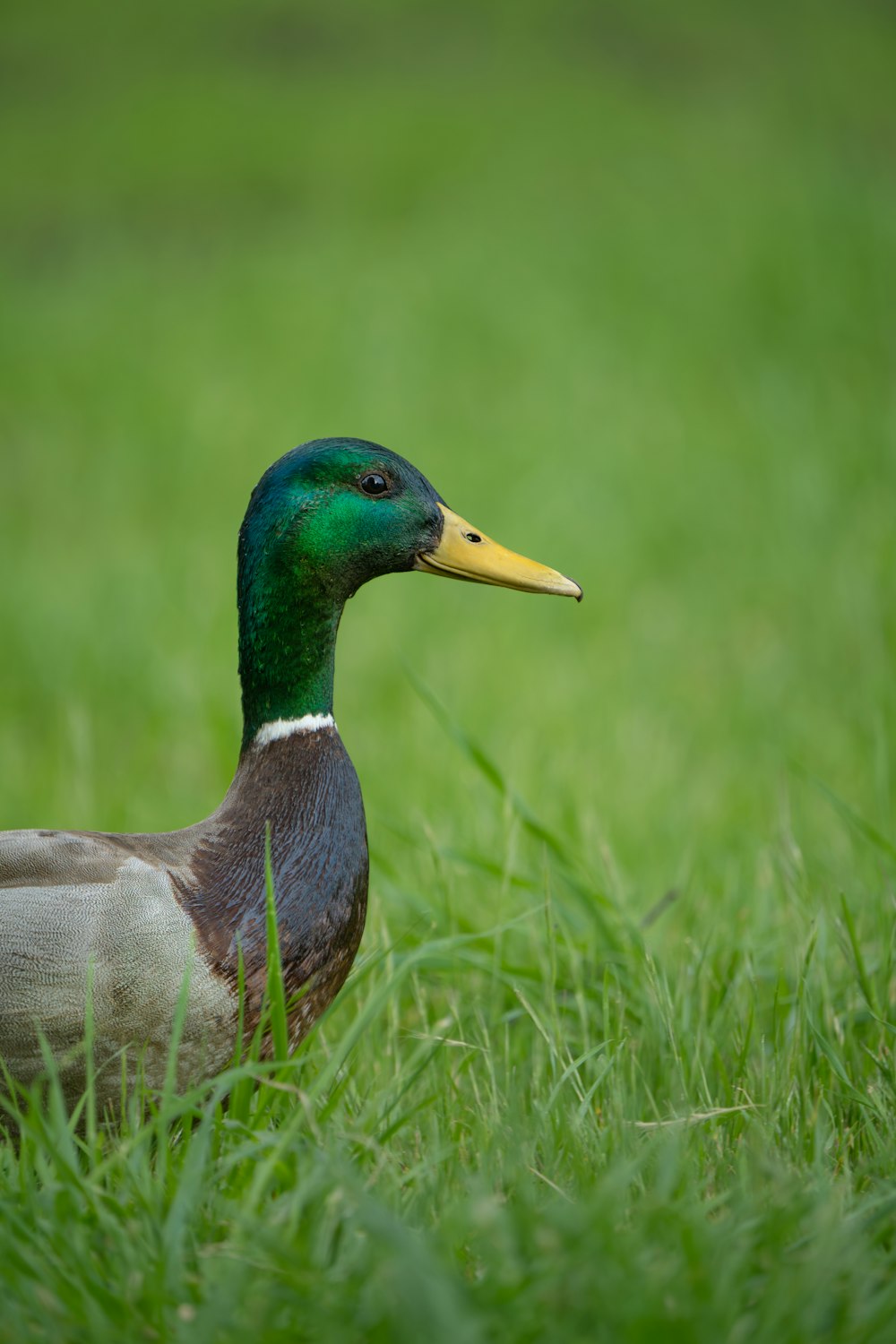 a duck with a yellow beak sitting in the grass