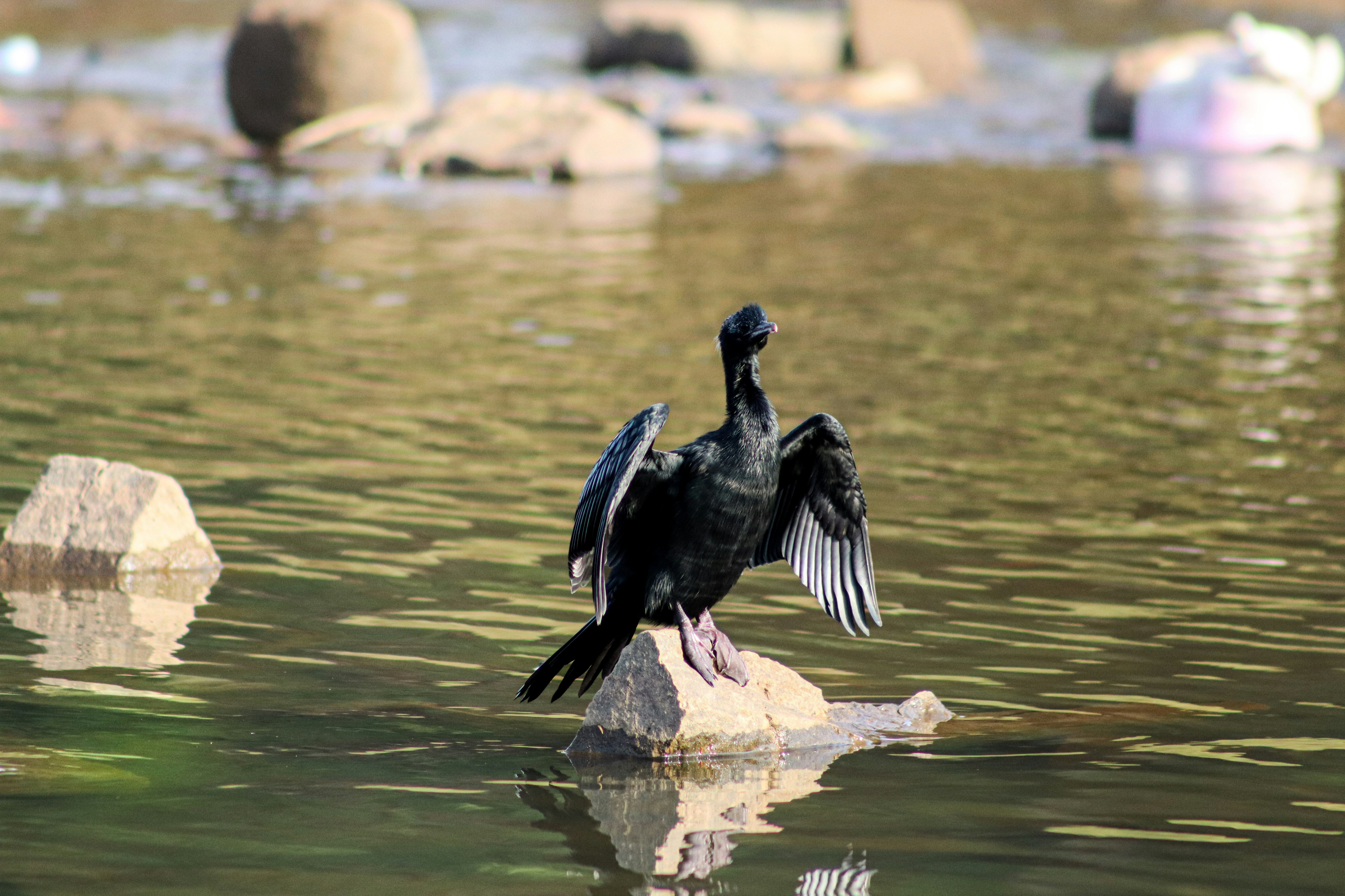 Photo by pushpak_art