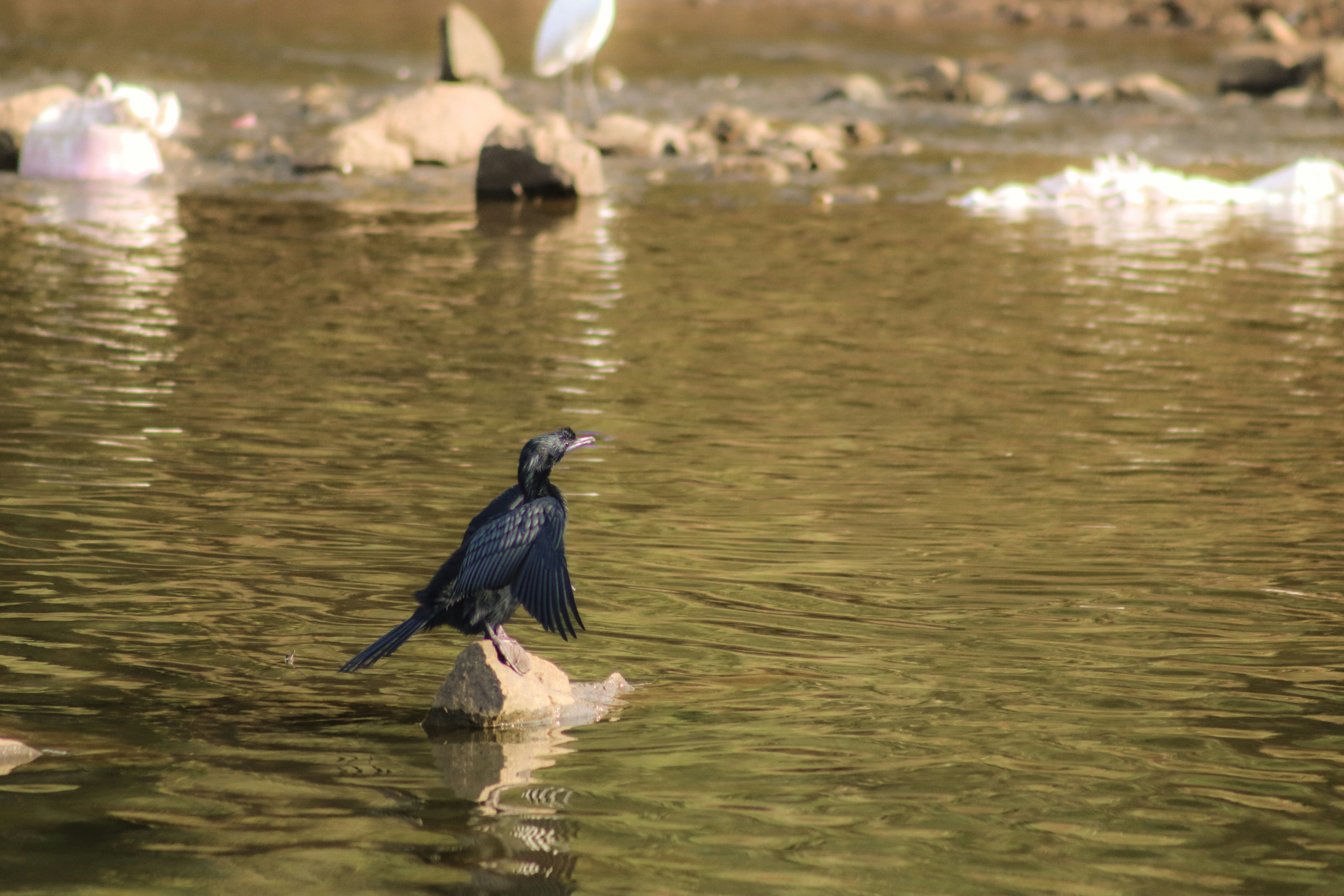 Photo by pushpak_art