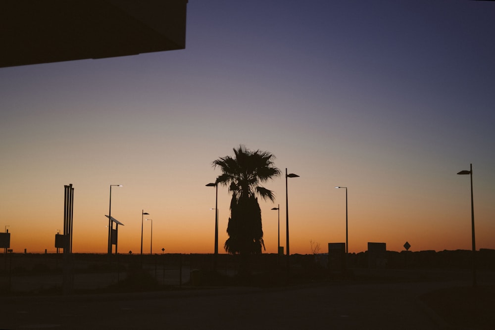 a palm tree is silhouetted against a sunset