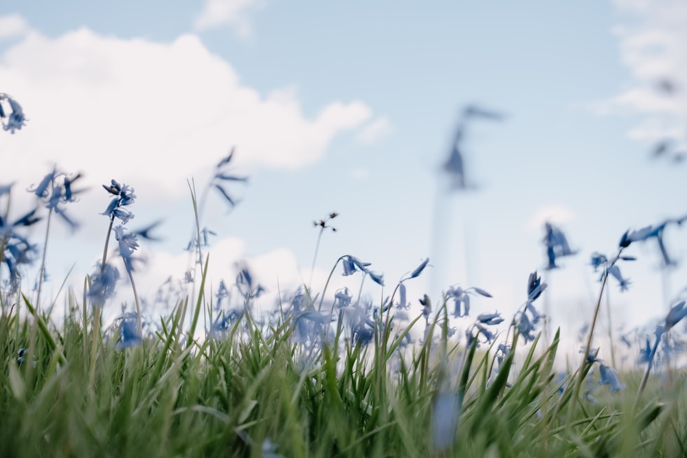 a field of grass with blue flowers in the foreground