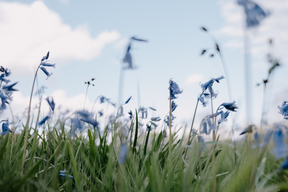 a bunch of blue flowers that are in the grass