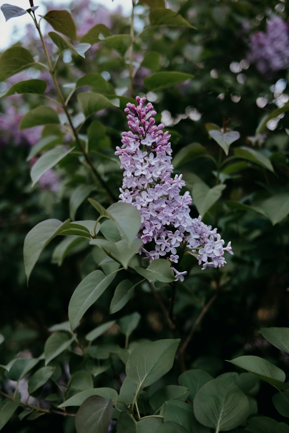 a close up of a purple flower on a tree