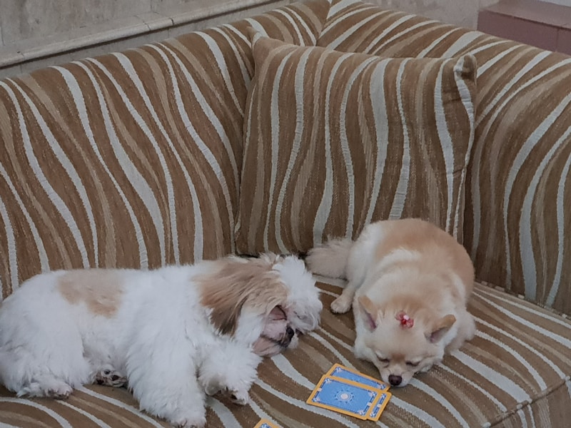 Adorable twin pups resting