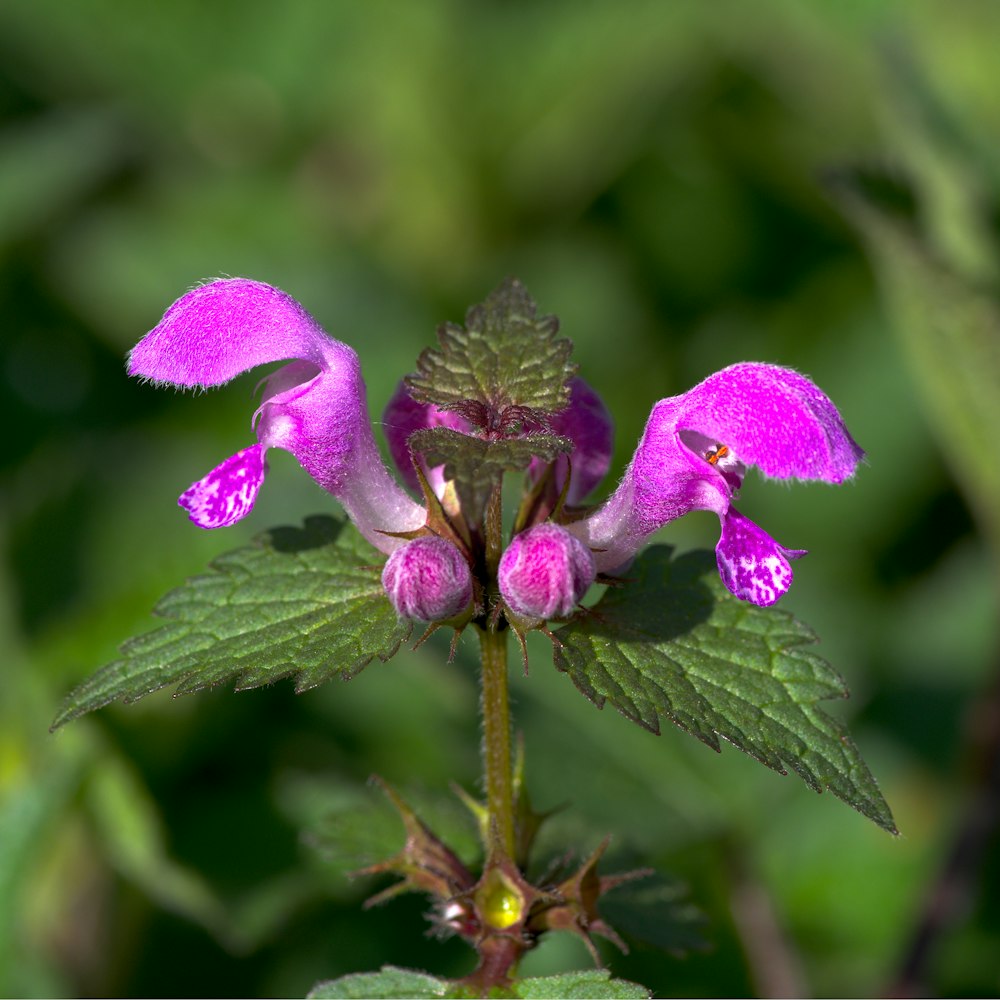 a purple flower with green leaves in the background