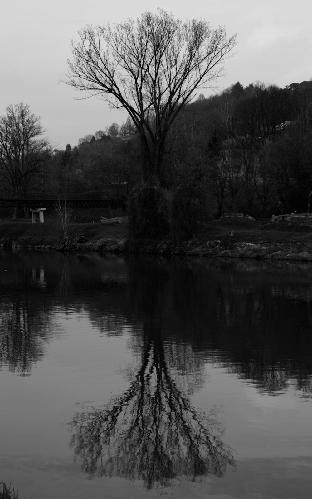 a black and white photo of a tree reflected in the water