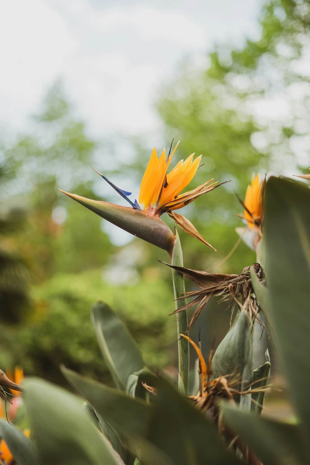 a bird of paradise sits on top of a plant