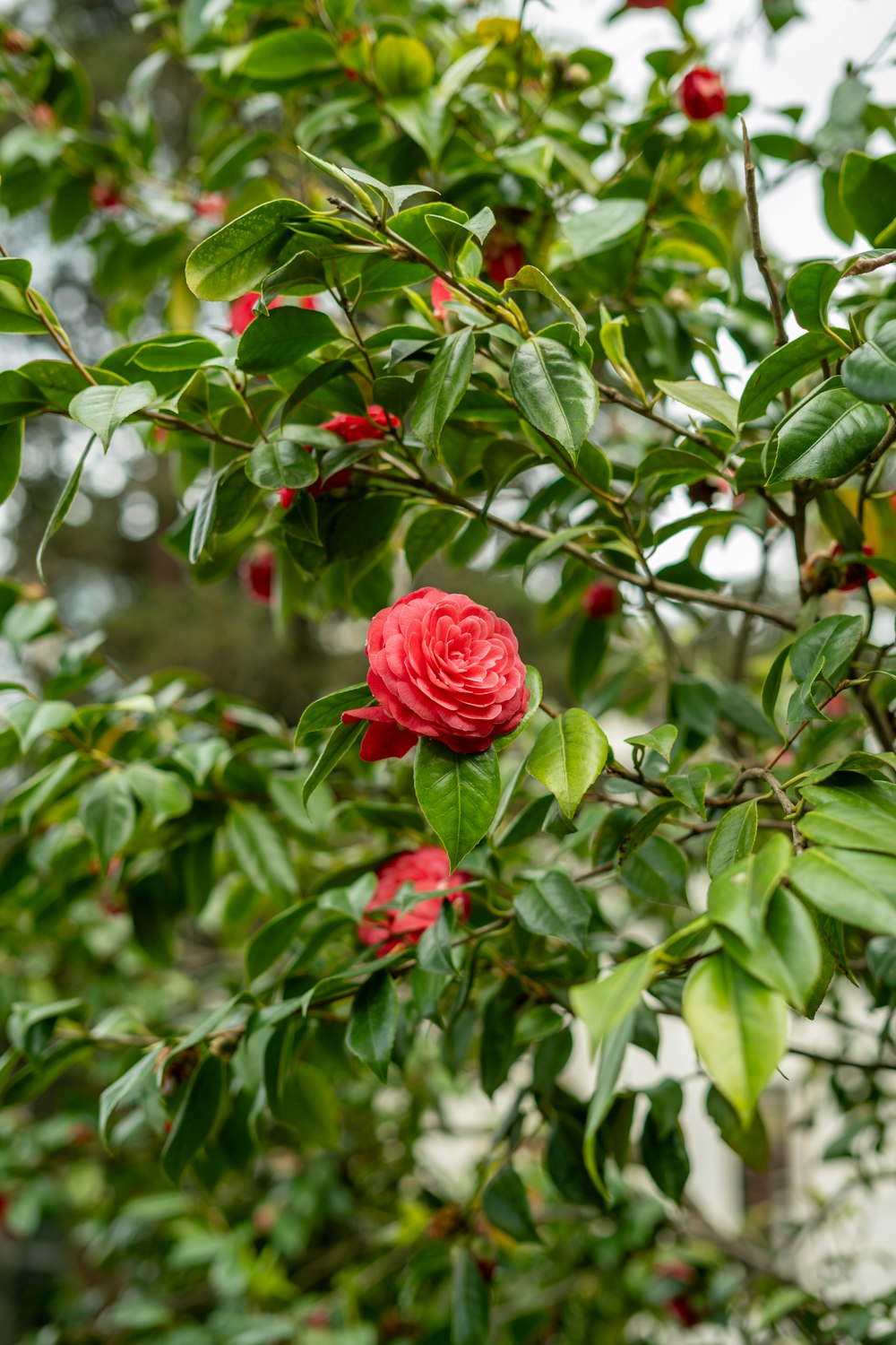 a red rose is blooming on a tree