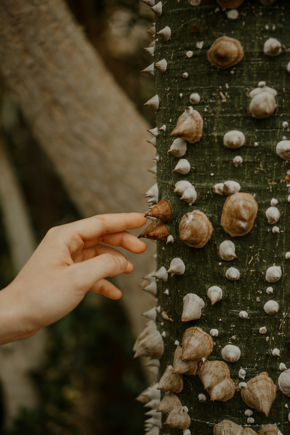 a hand reaching for a mushroom on a tree