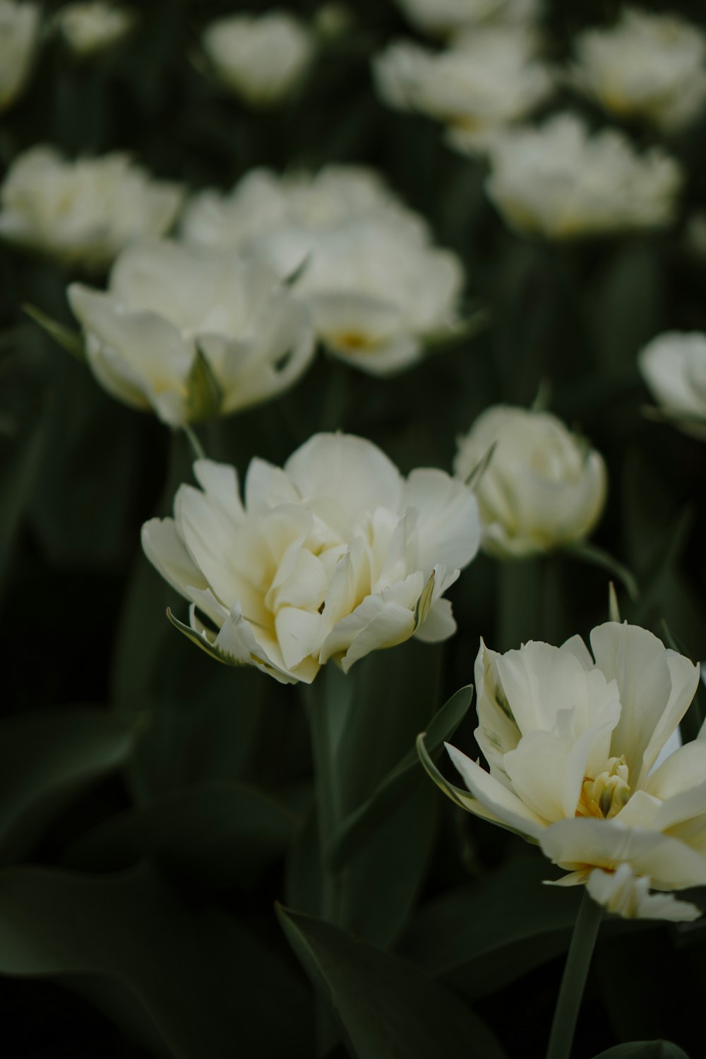 a bunch of white flowers in a field