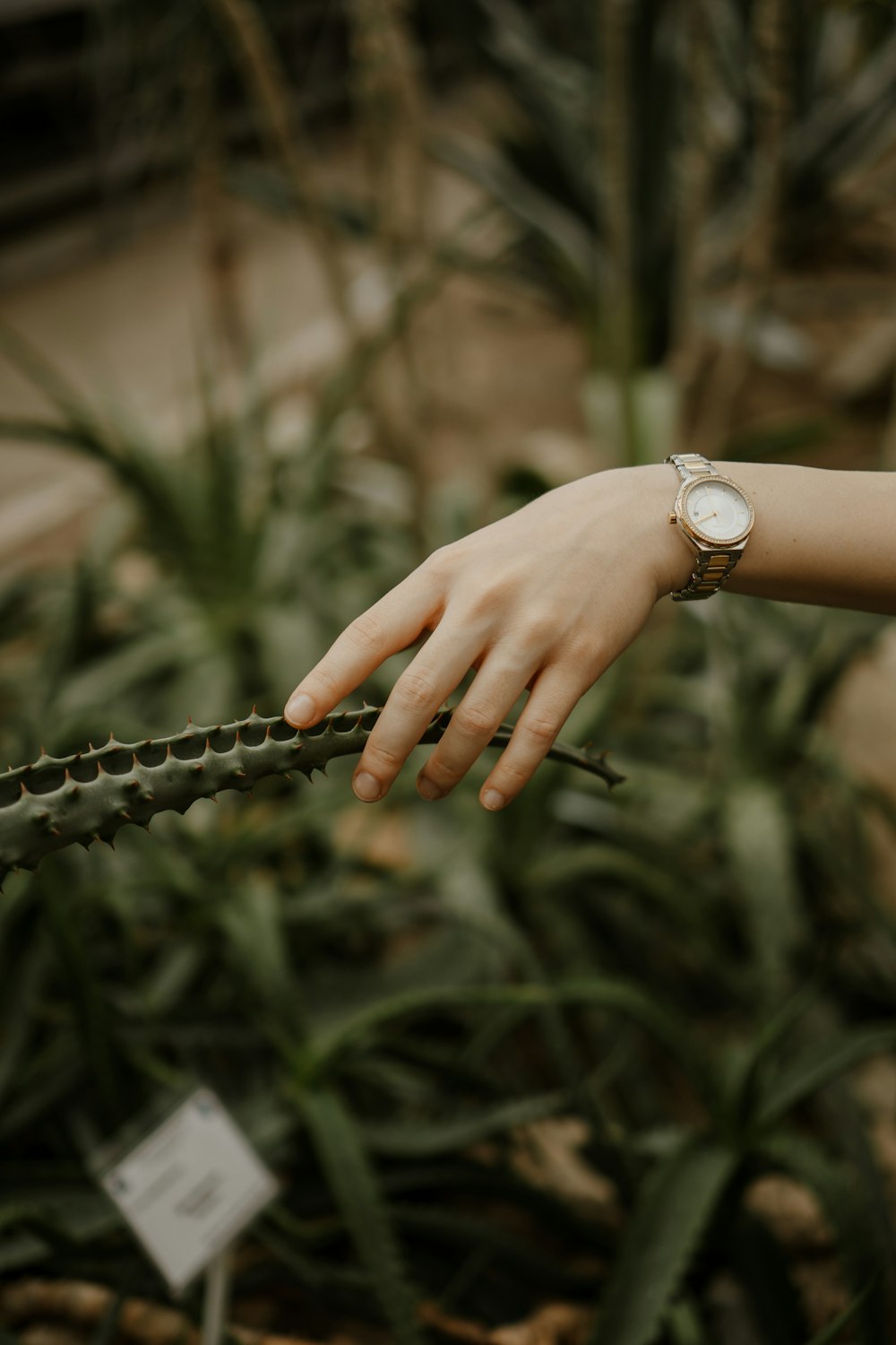 a woman's hand reaching for a plant