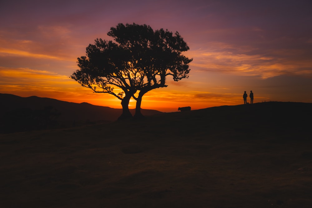 two people standing under a tree at sunset