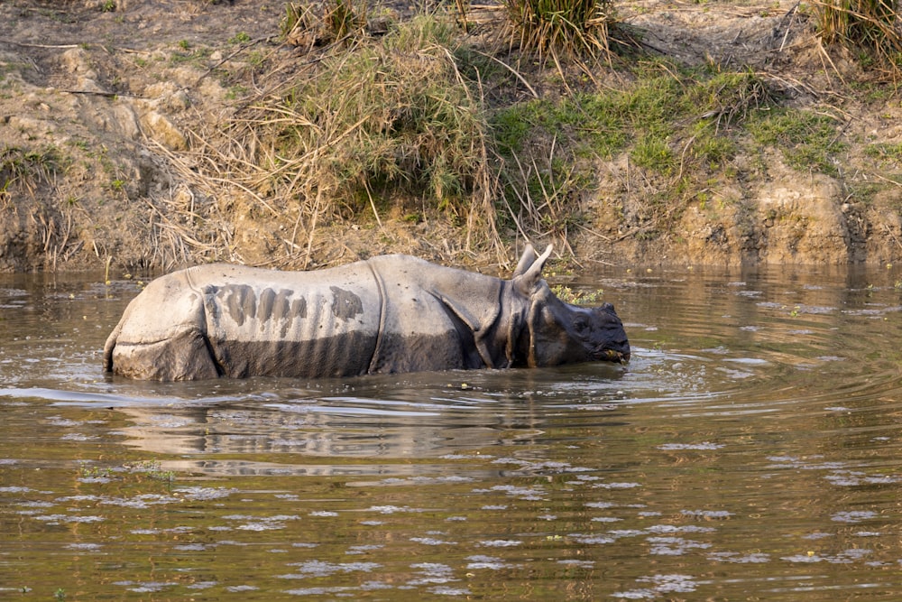a rhino standing in a body of water