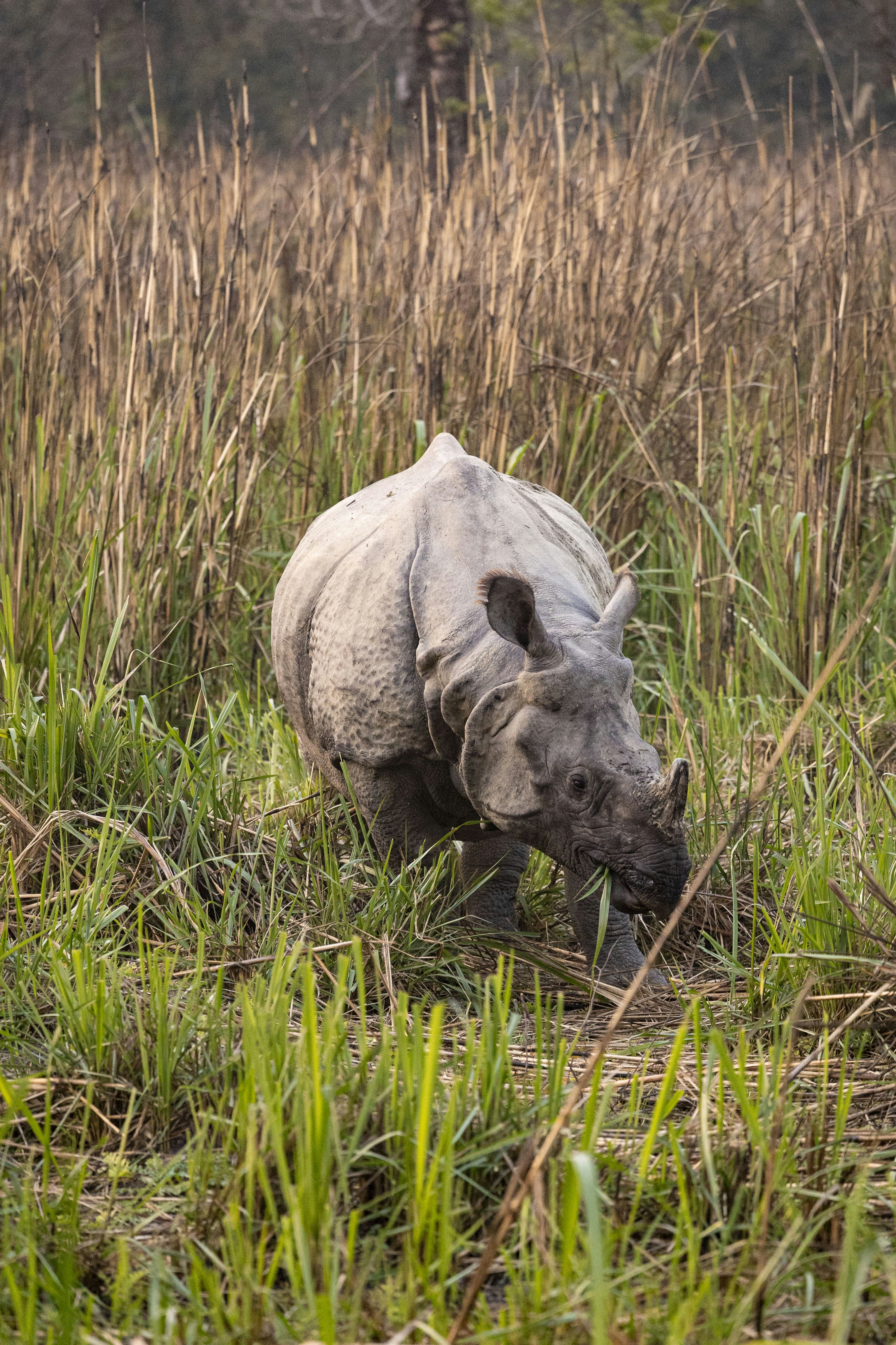  Chitwan Jungle Safari (Nature and Wildlife)
