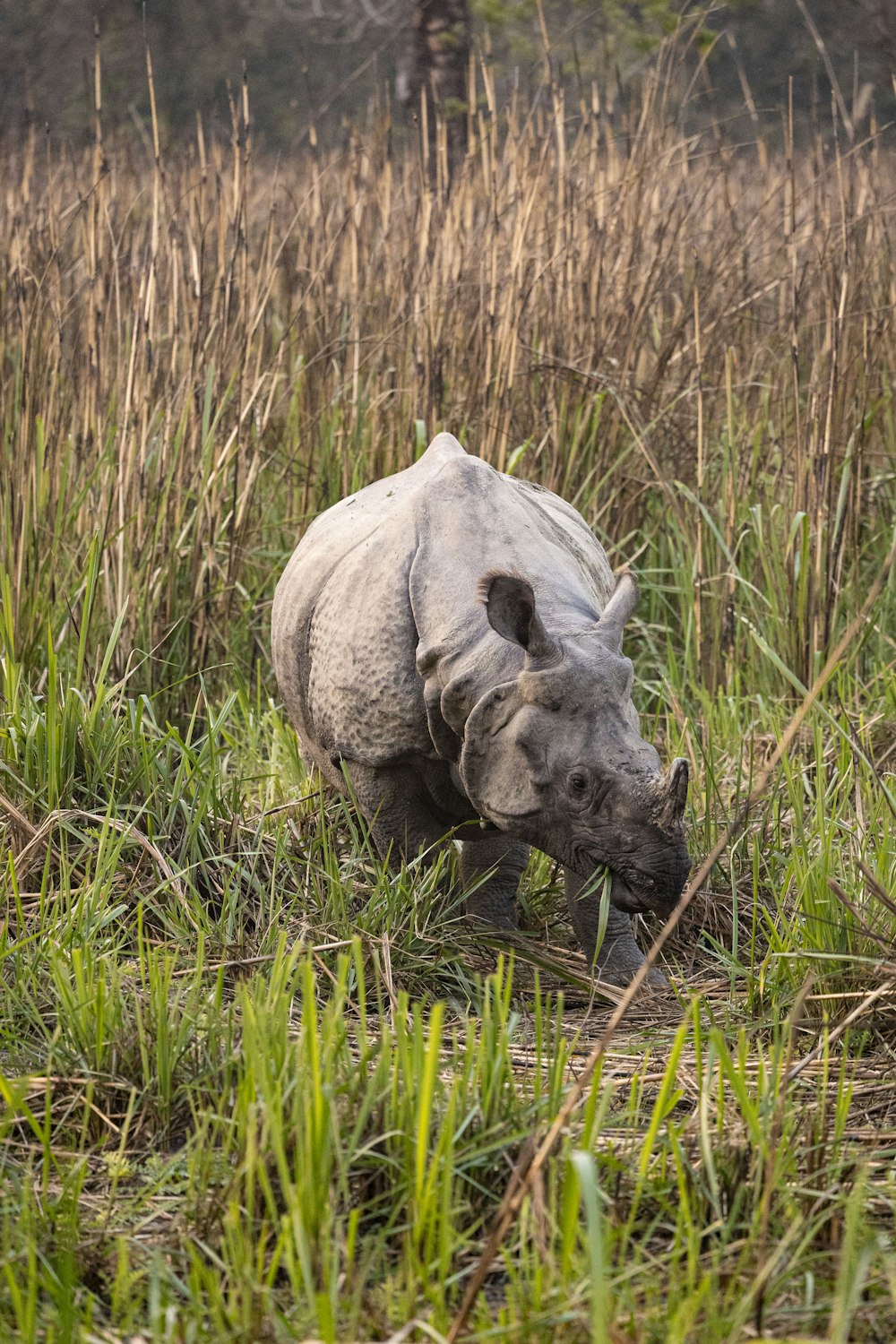 a white rhinoceros walking through tall grass