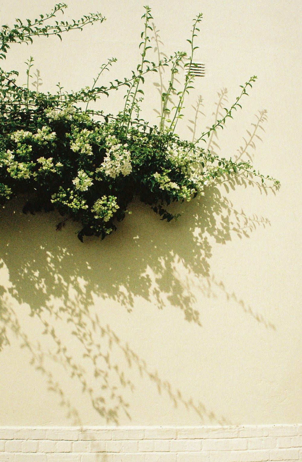 the shadow of a plant on a wall