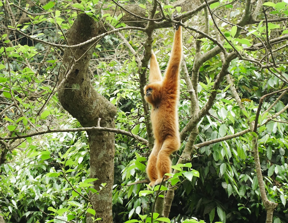 a monkey hanging from a tree in a forest