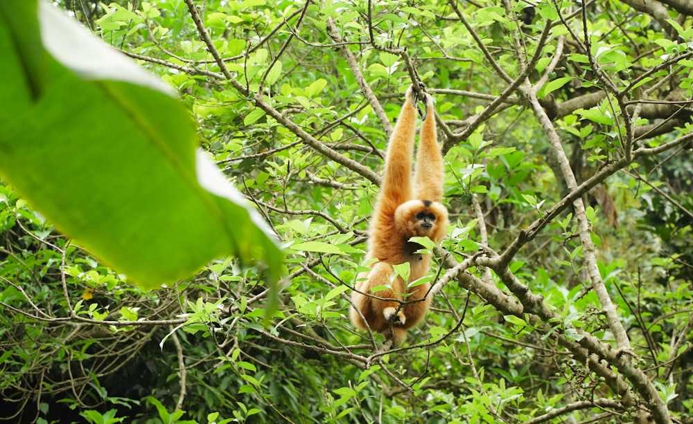 a monkey hanging from a tree in the jungle