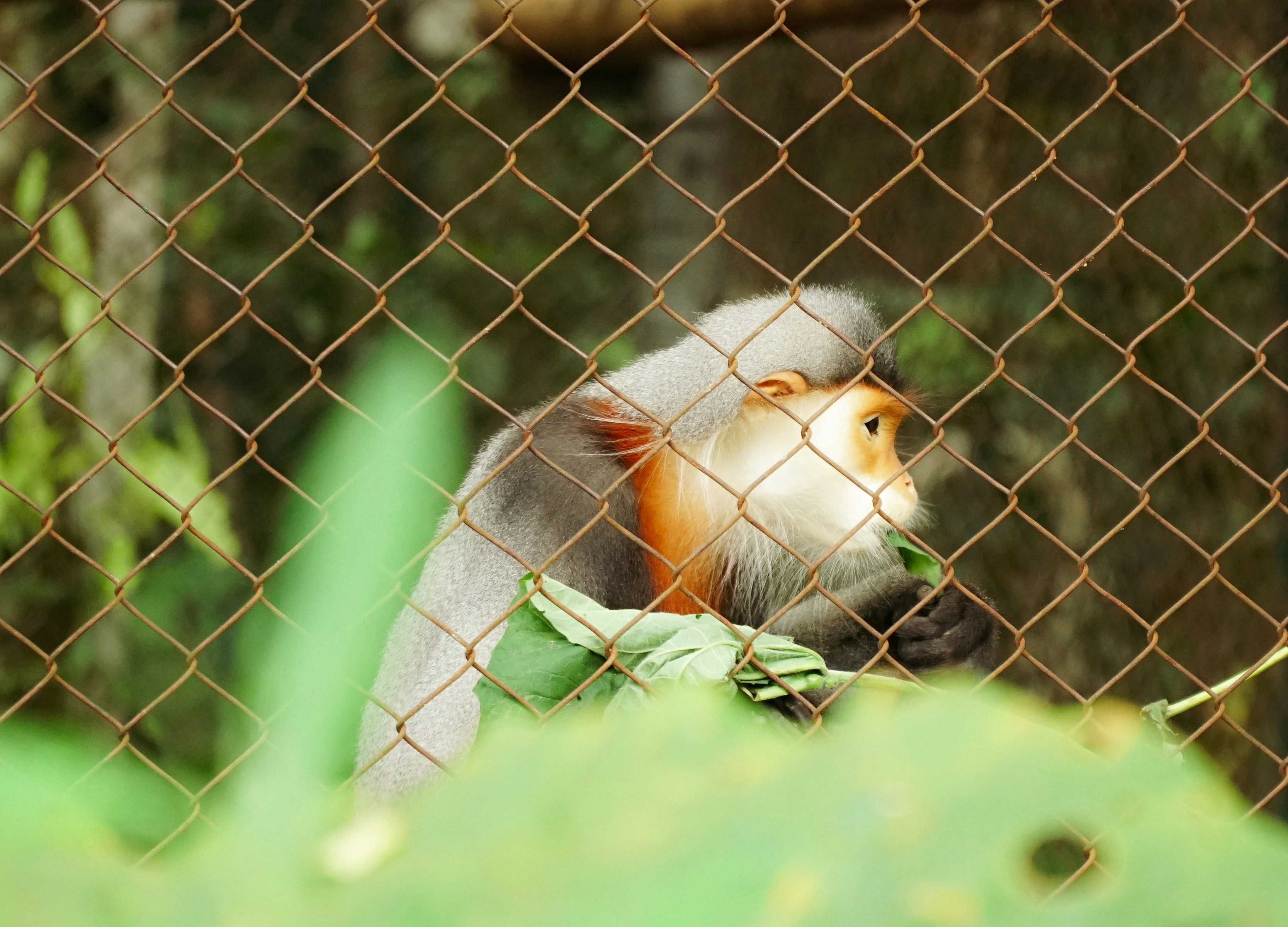 Abyssinian Guinea Pig