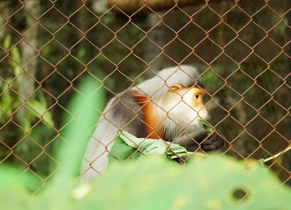 a white and orange monkey behind a chain link fence