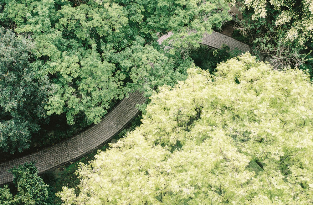 an aerial view of a path through a forest