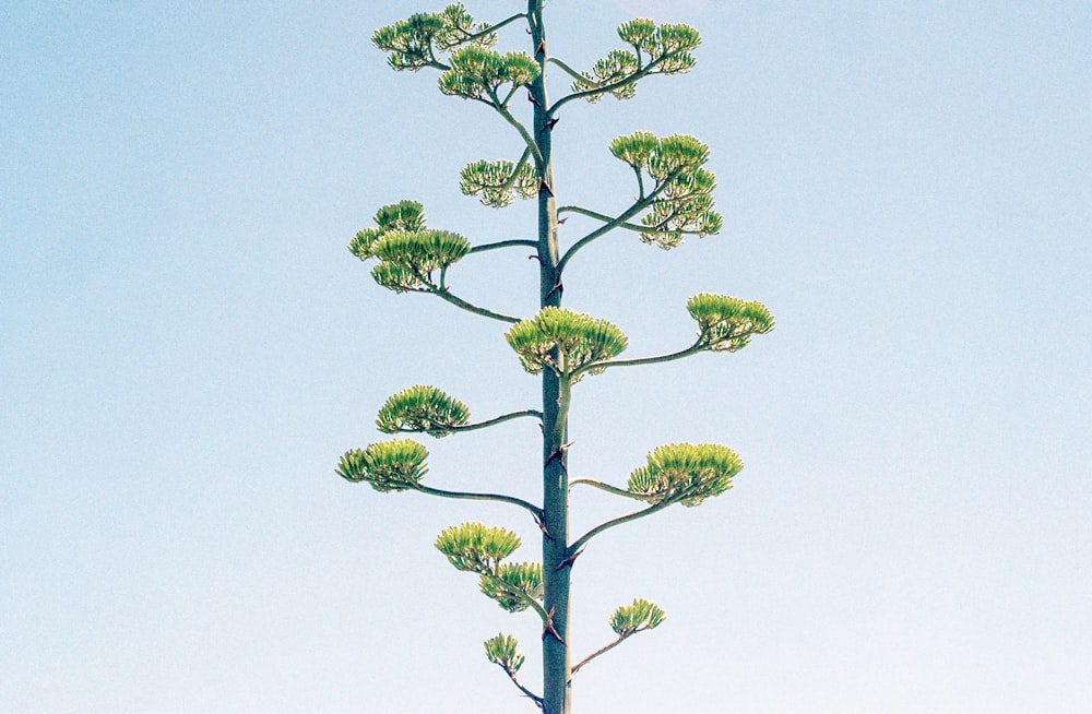 葉がたくさんある背の高い緑の植物