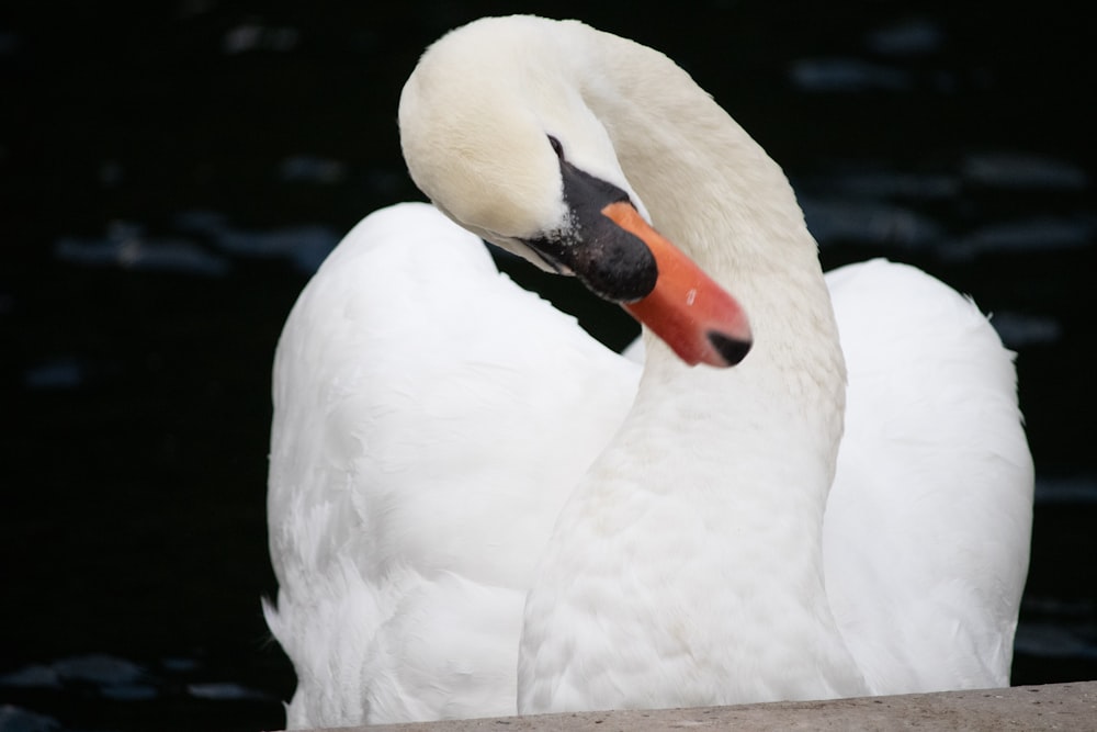 Un primer plano de un cisne blanco con un pico rojo