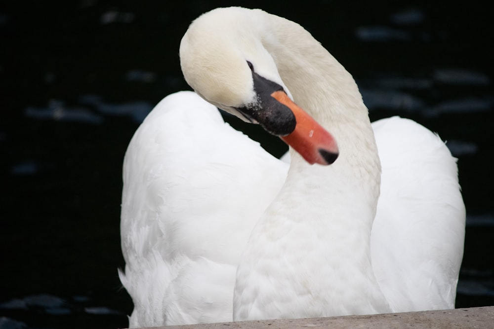 a close up of a white swan with a red beak