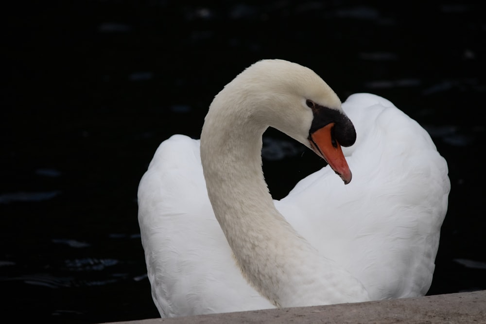 Un cigno bianco è seduto sull'acqua