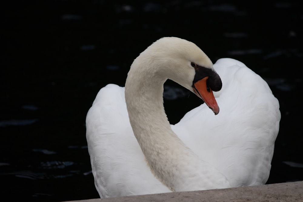 a white swan is sitting on the water