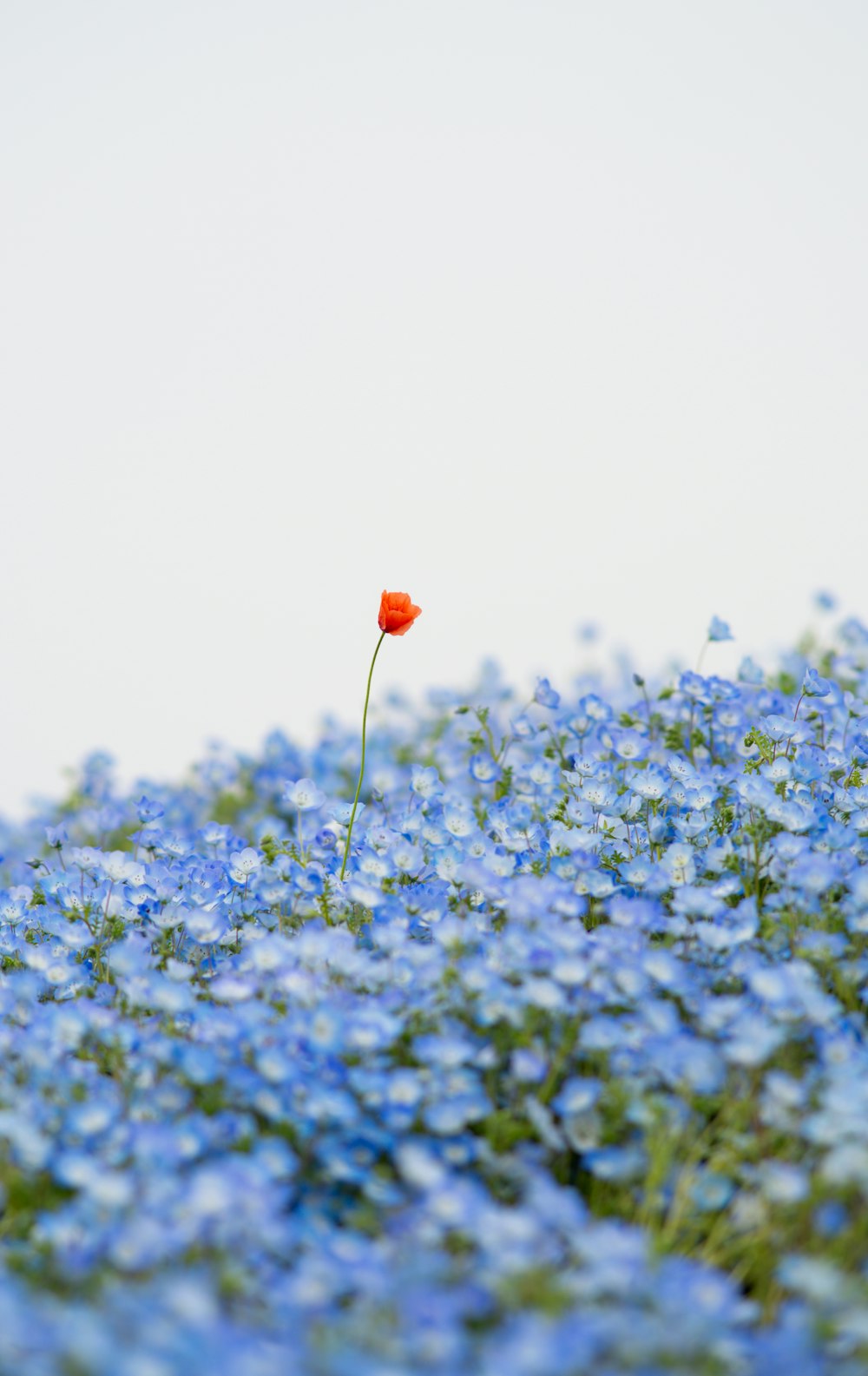 a single red flower in a field of blue flowers