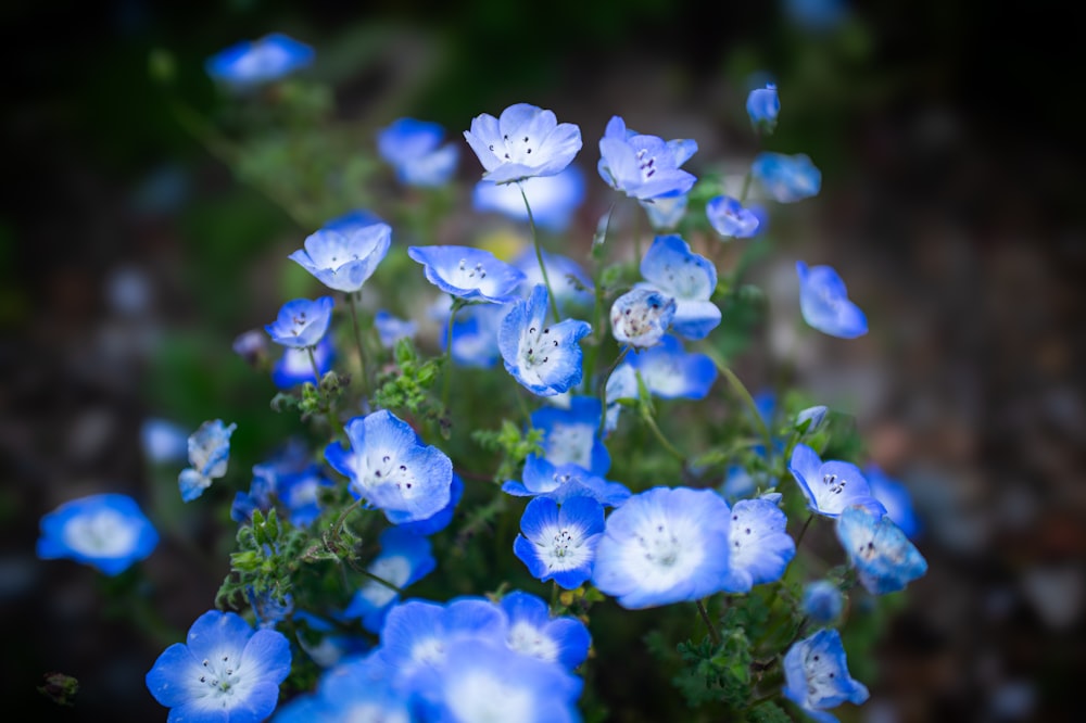 a bunch of blue flowers that are in the grass