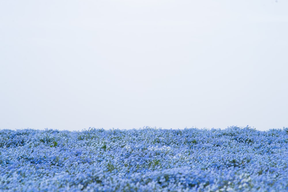 a field of blue flowers with a kite flying in the sky