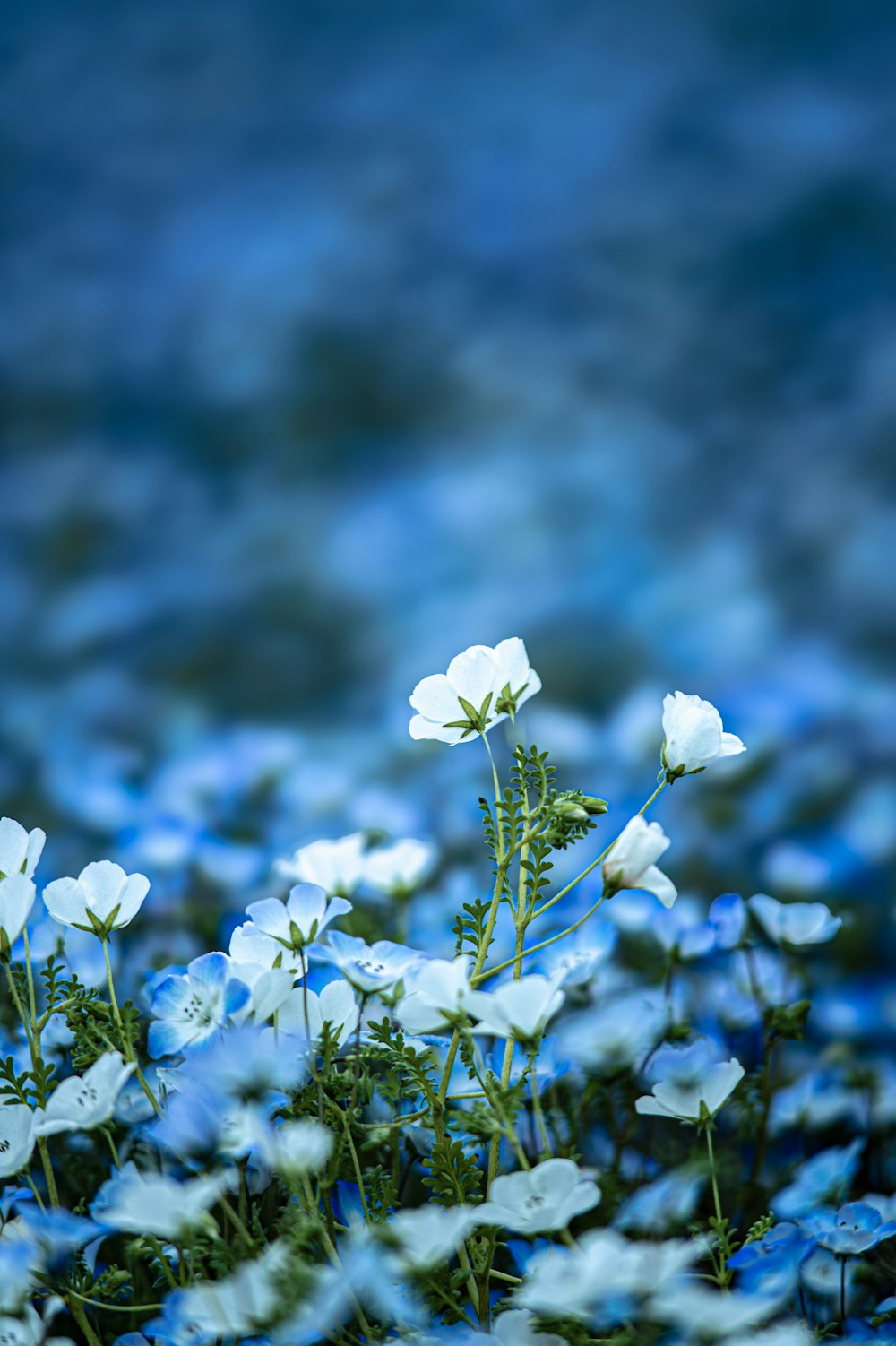 a bunch of flowers that are in the grass