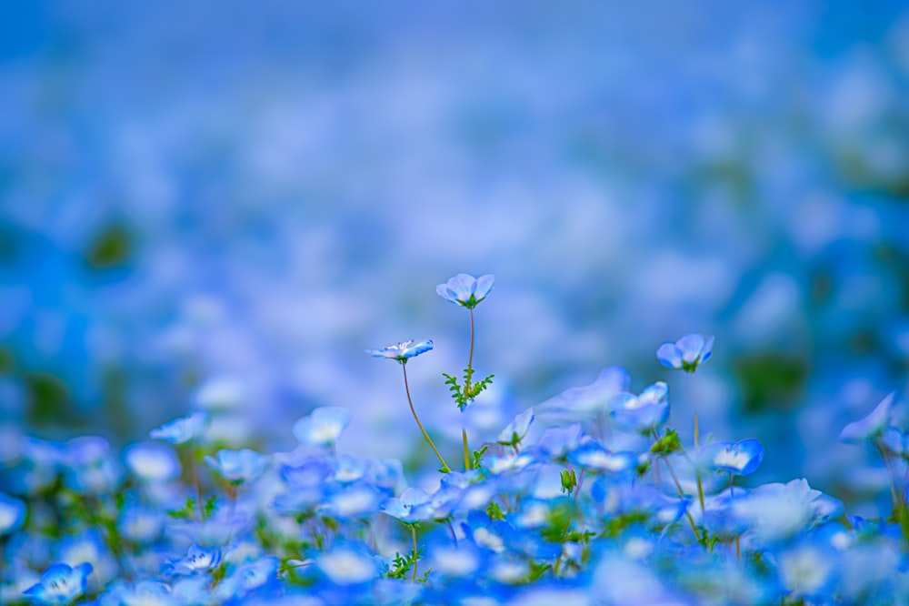 a bunch of blue flowers that are in the grass