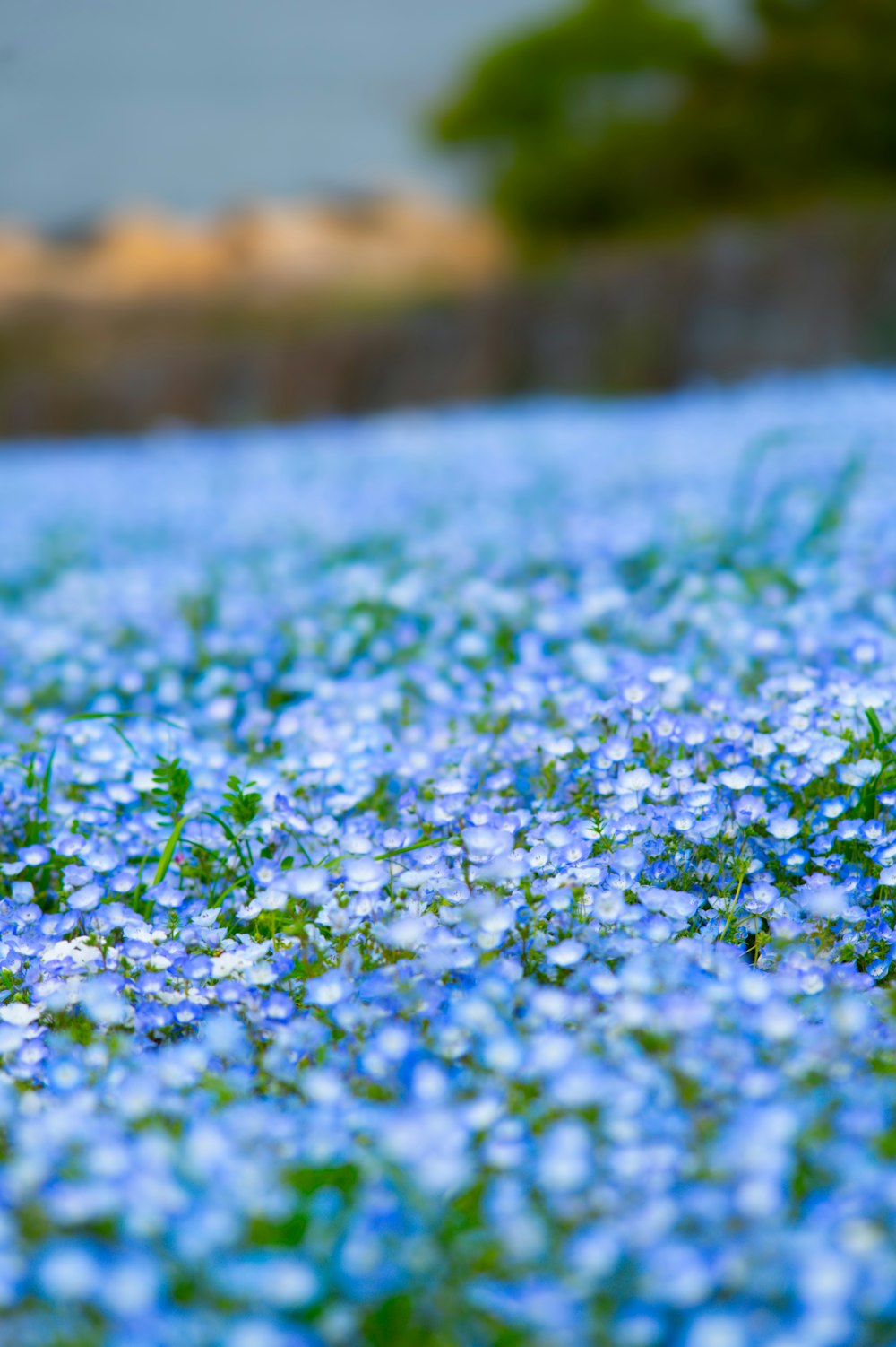 a field full of blue flowers and grass